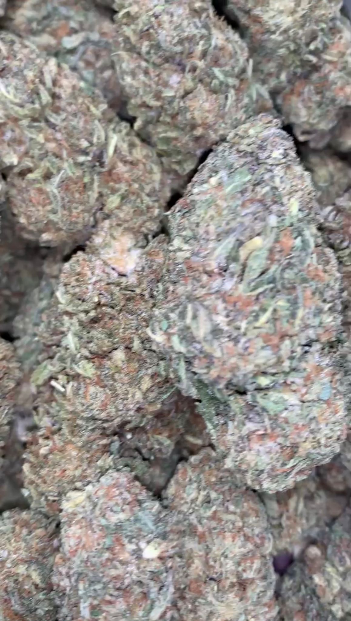 Modified Grapez | Zaa - 2