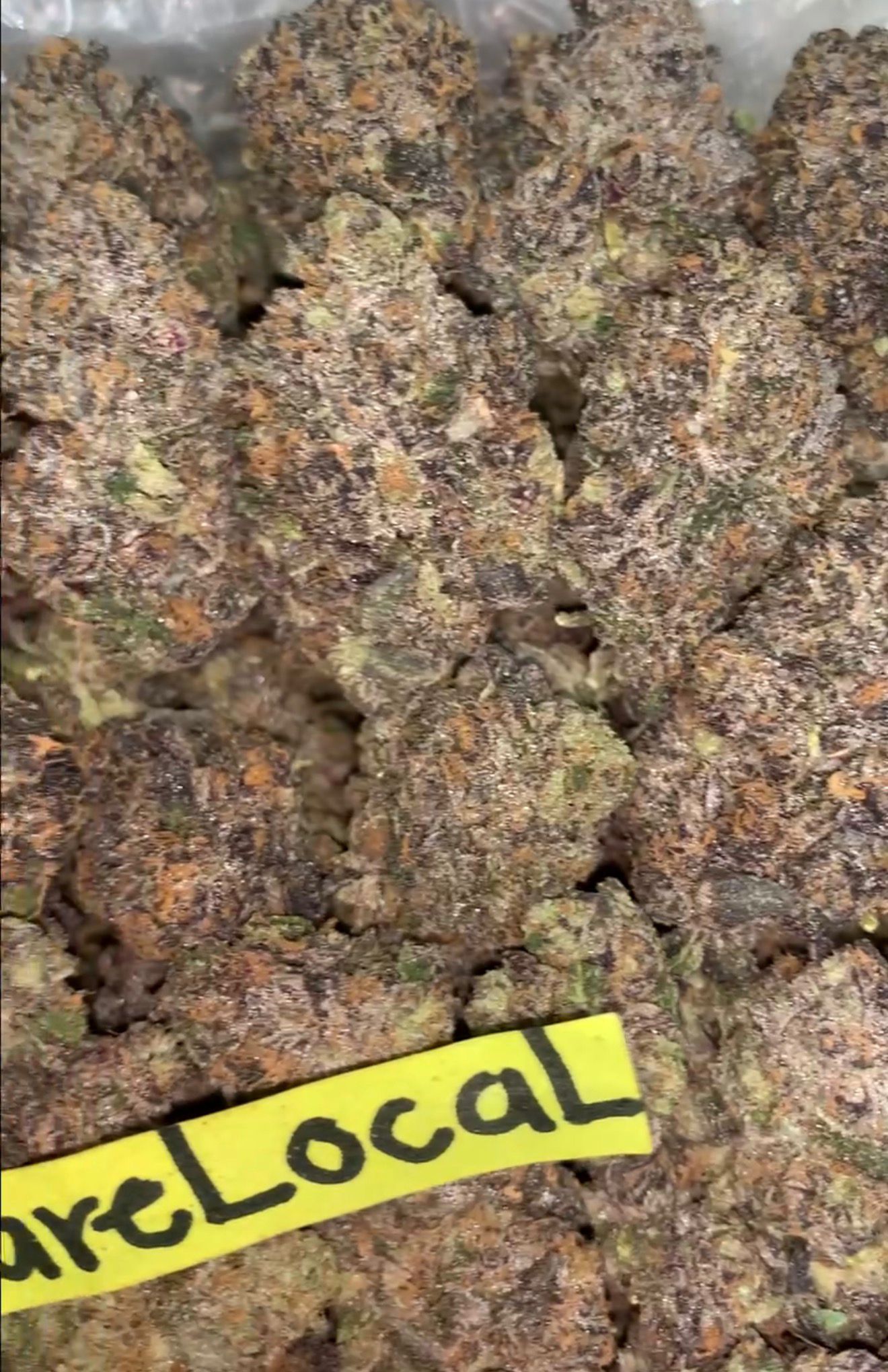 Blackberry Kush | Exotics Indoors