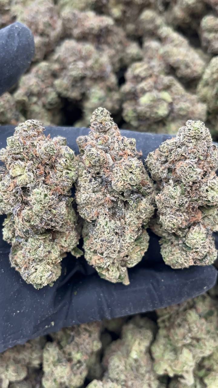 Blue Dream | Indoors