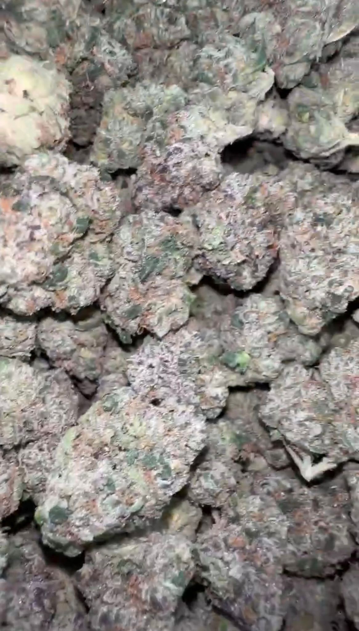 Bolo Runtz Green | Indoors - 2