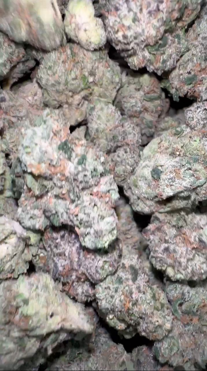 Bolo Runtz Green | Indoors