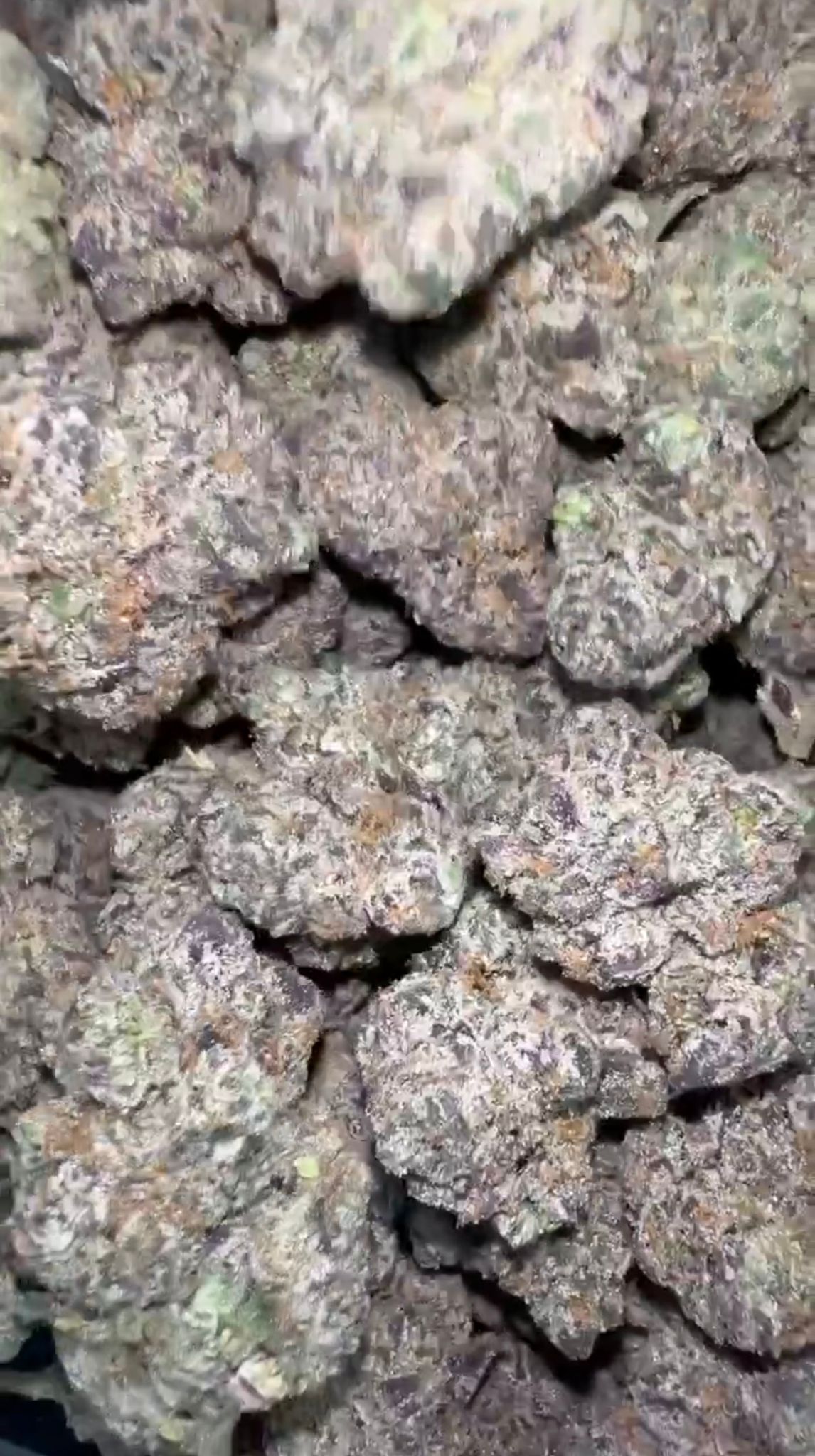 Blue Nerds | Indoors - 2