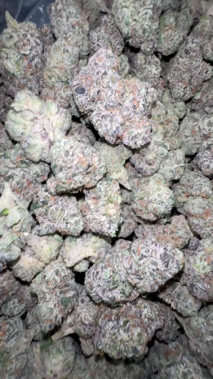 BX-1 | Exotics Indoors