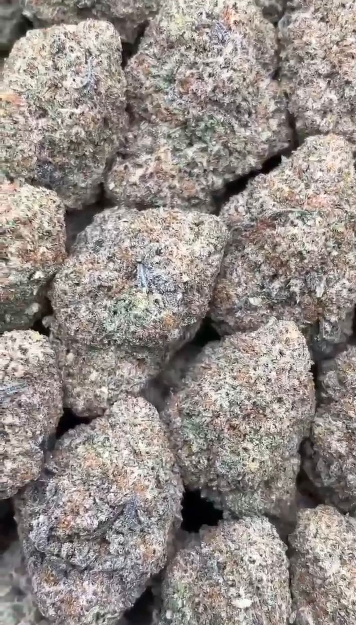 Larry Bird | Indoors - 2