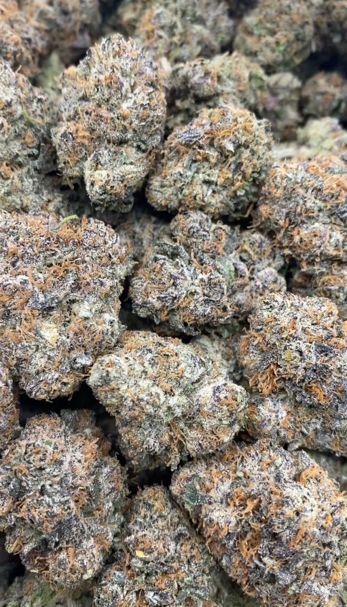 Pink Runtz | Lows - 2