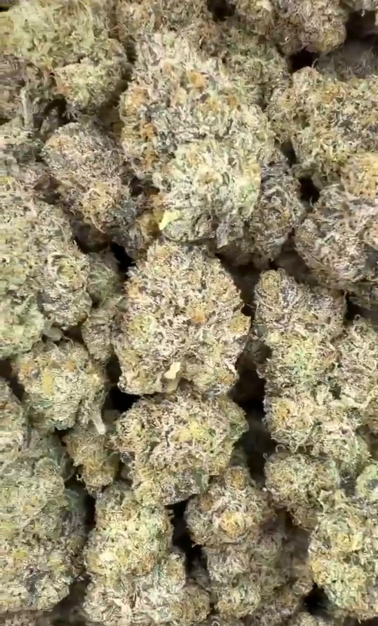 Black Runtz | Lows - 2