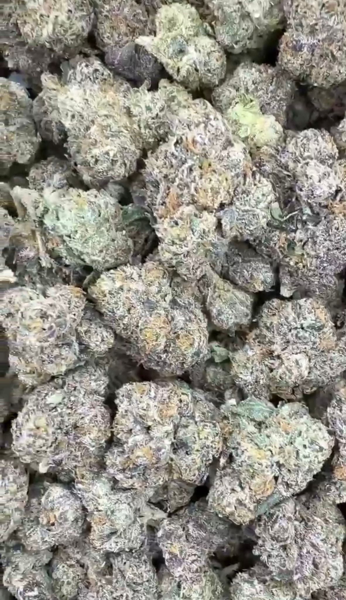 Uncle Snoop | Lows - 2