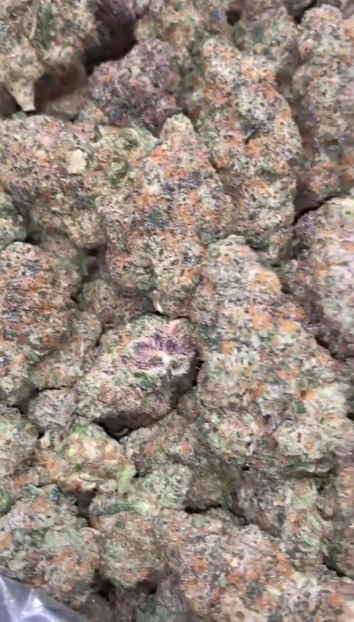 Sunset Sherbert | Exotics Indoors - 2