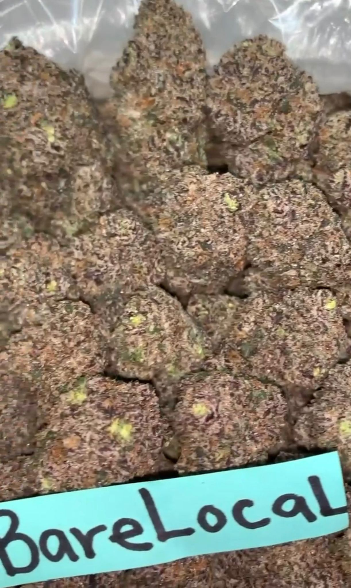 Purple Mochi | Exotics Indoors - 2