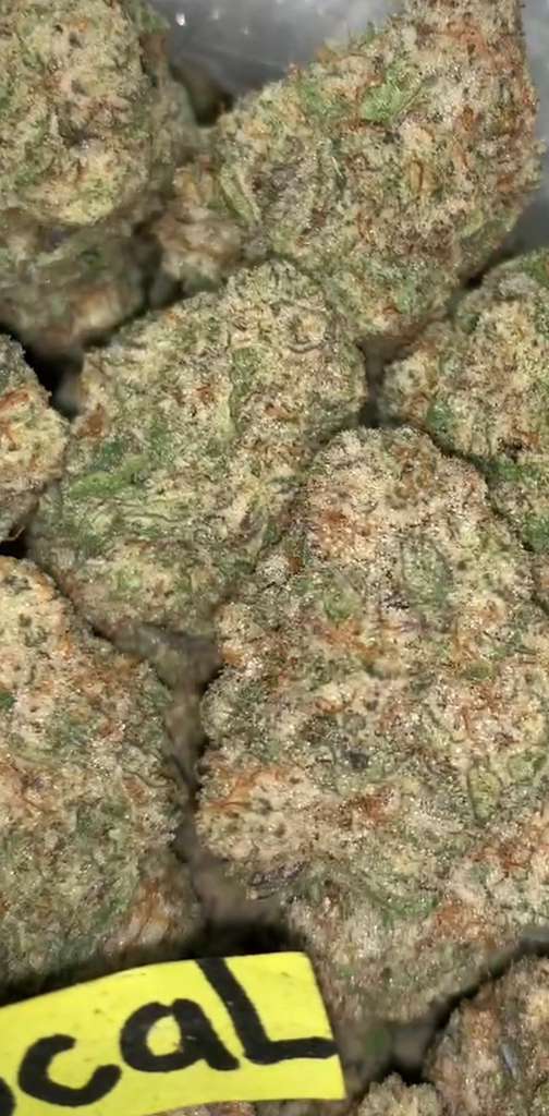 MAC | Exotics Indoors - 2