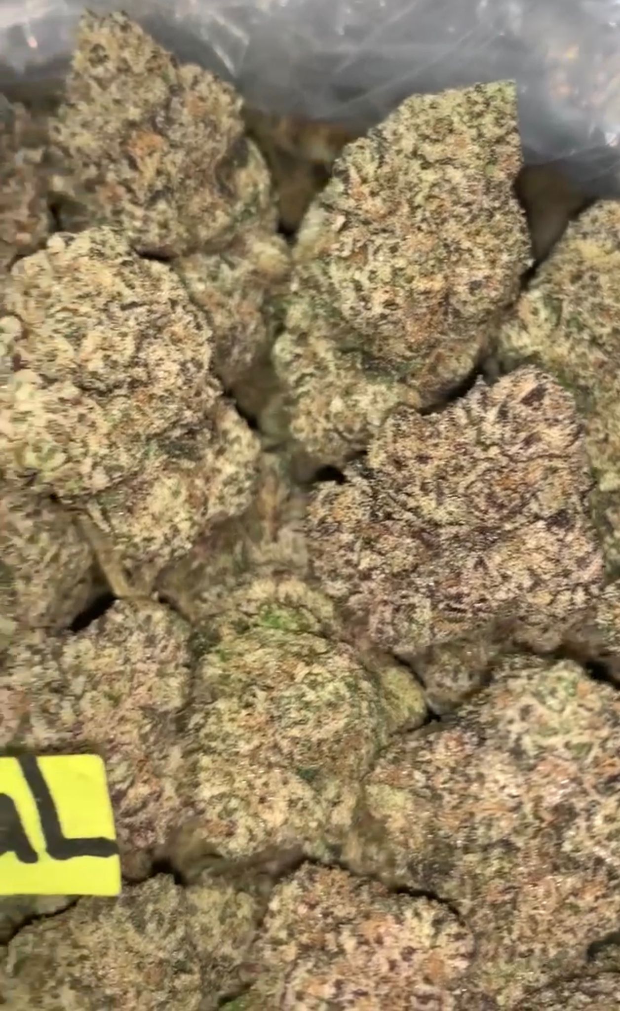 Uncle Snoop | Exotics Indoors