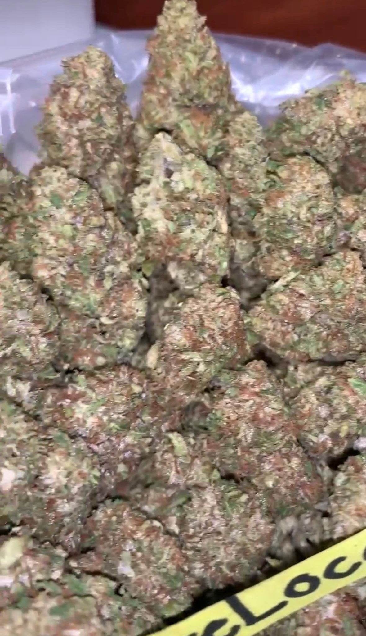 Gelonade | Indoors - 2