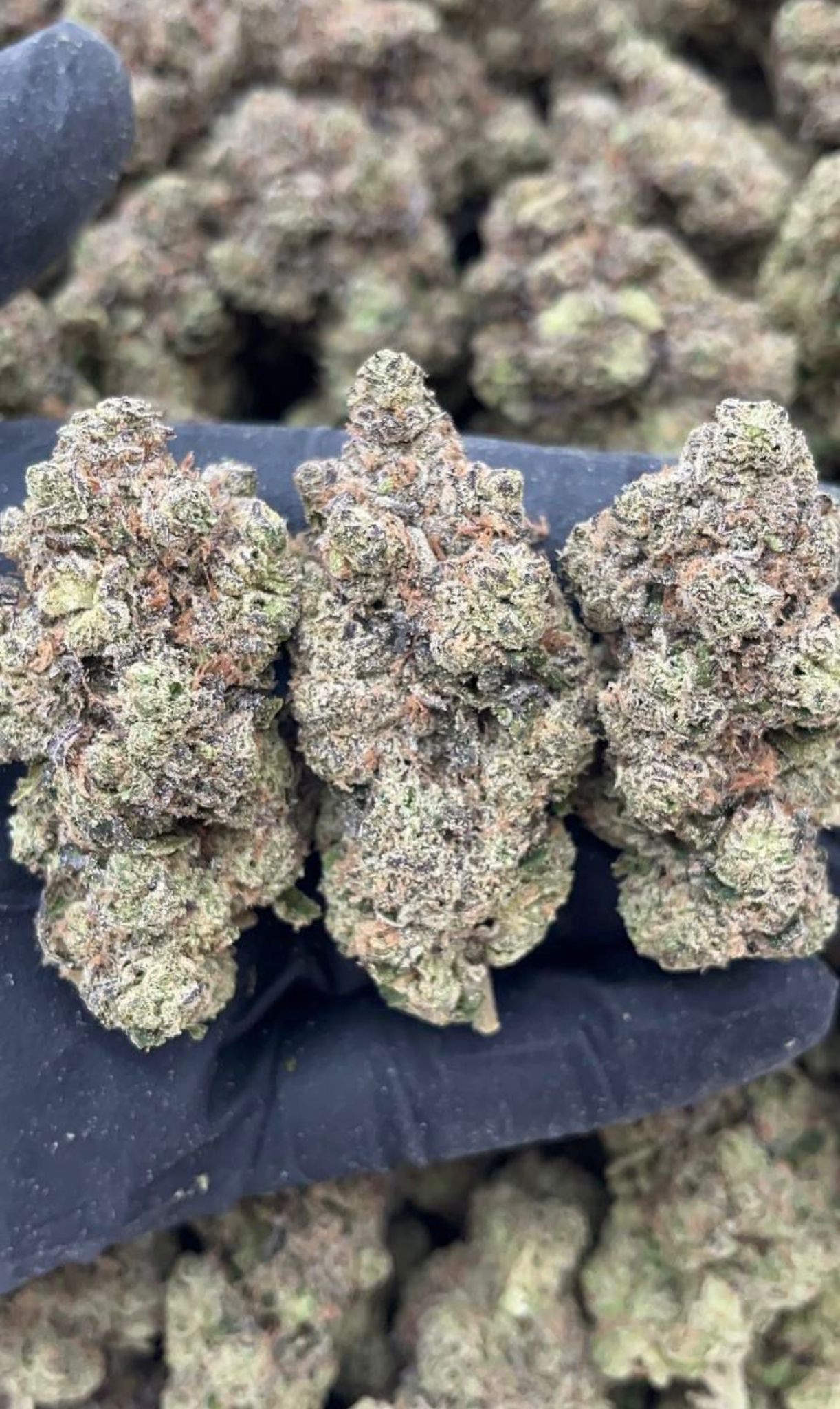 Pineapple Fruz x Permanent Marker | Lows