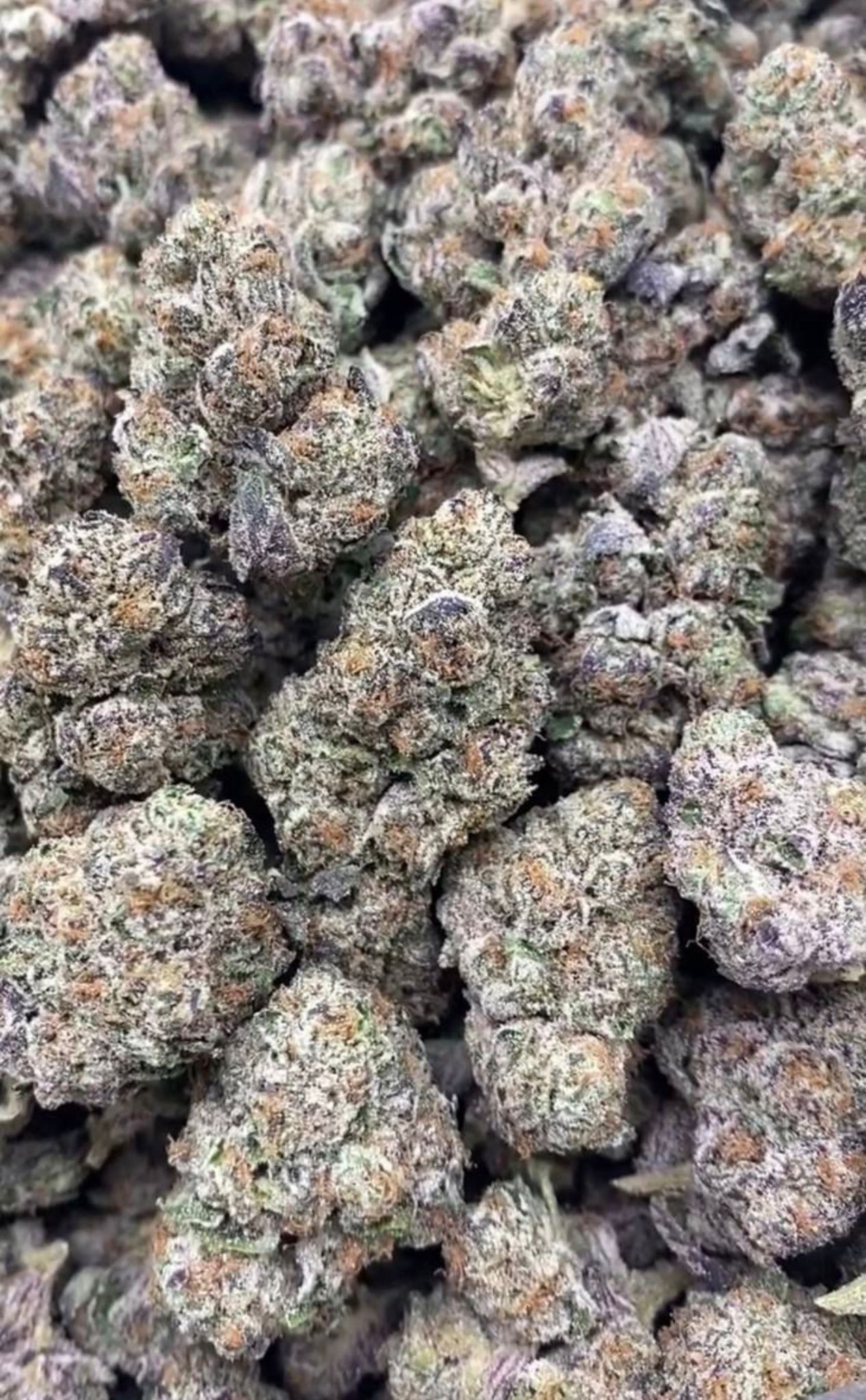 Ice Chain Gelato | Zaa - 2