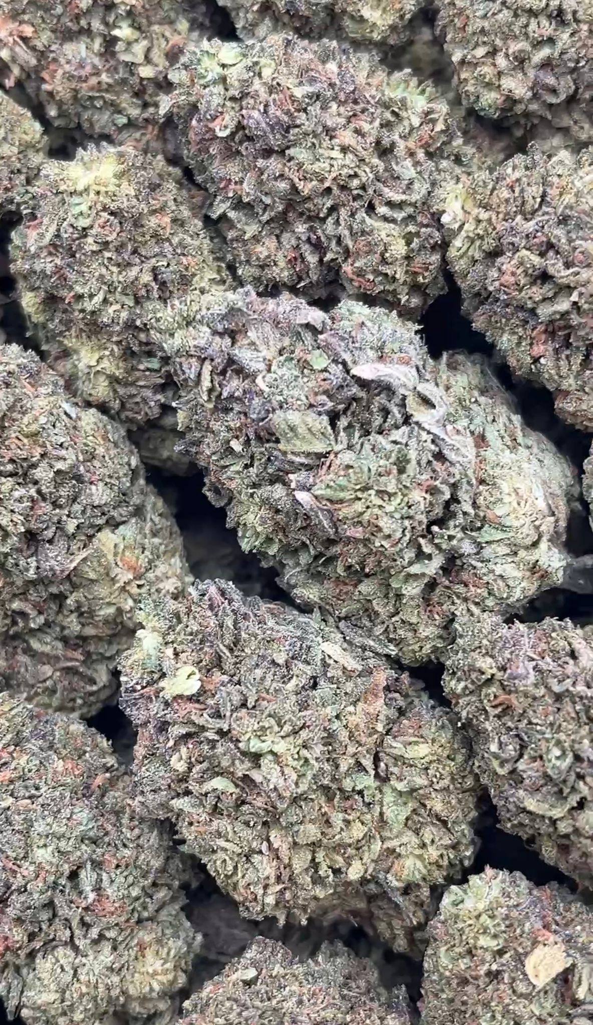 Trap Fuel | Lows - 2