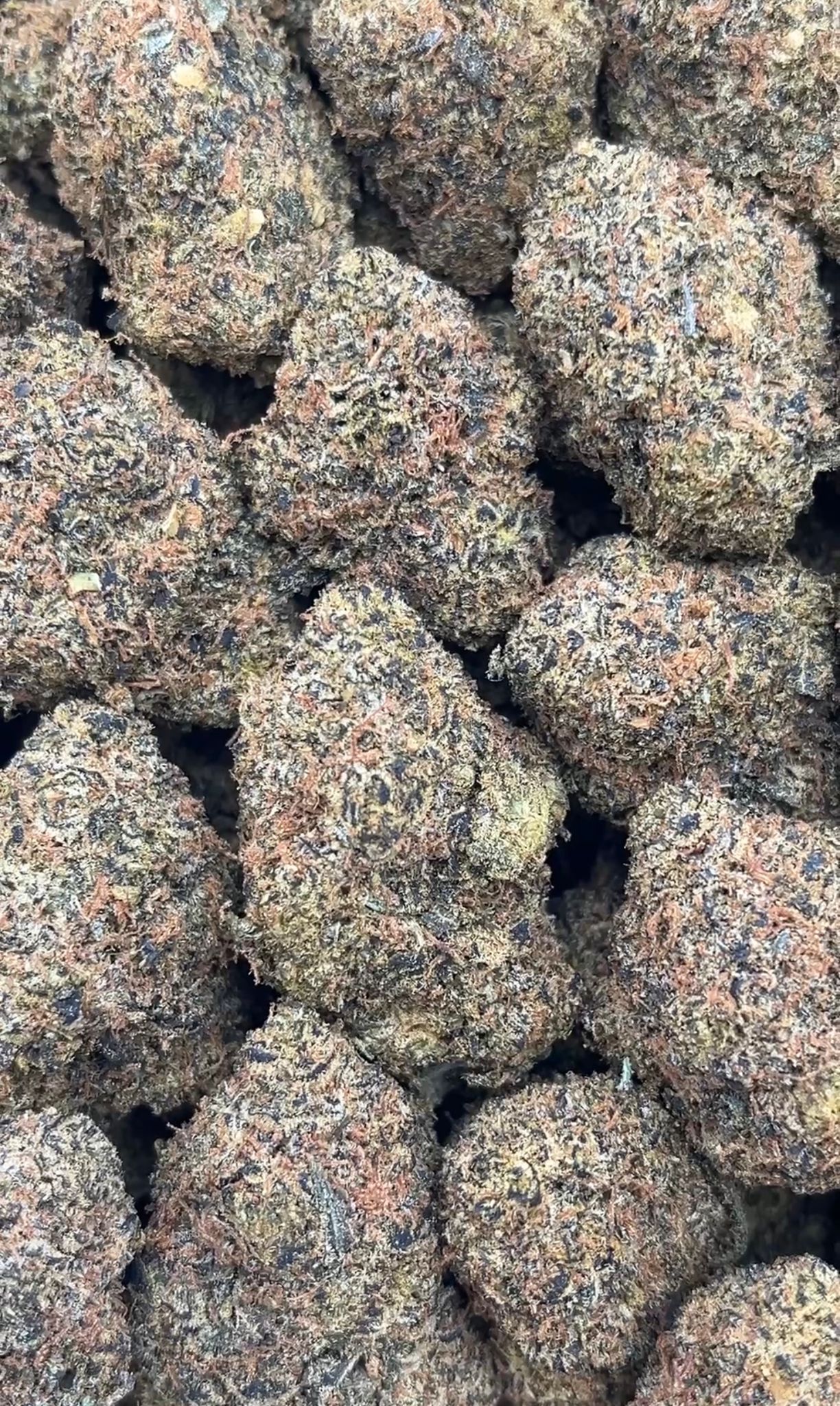 Rainbow Zangria | Lows