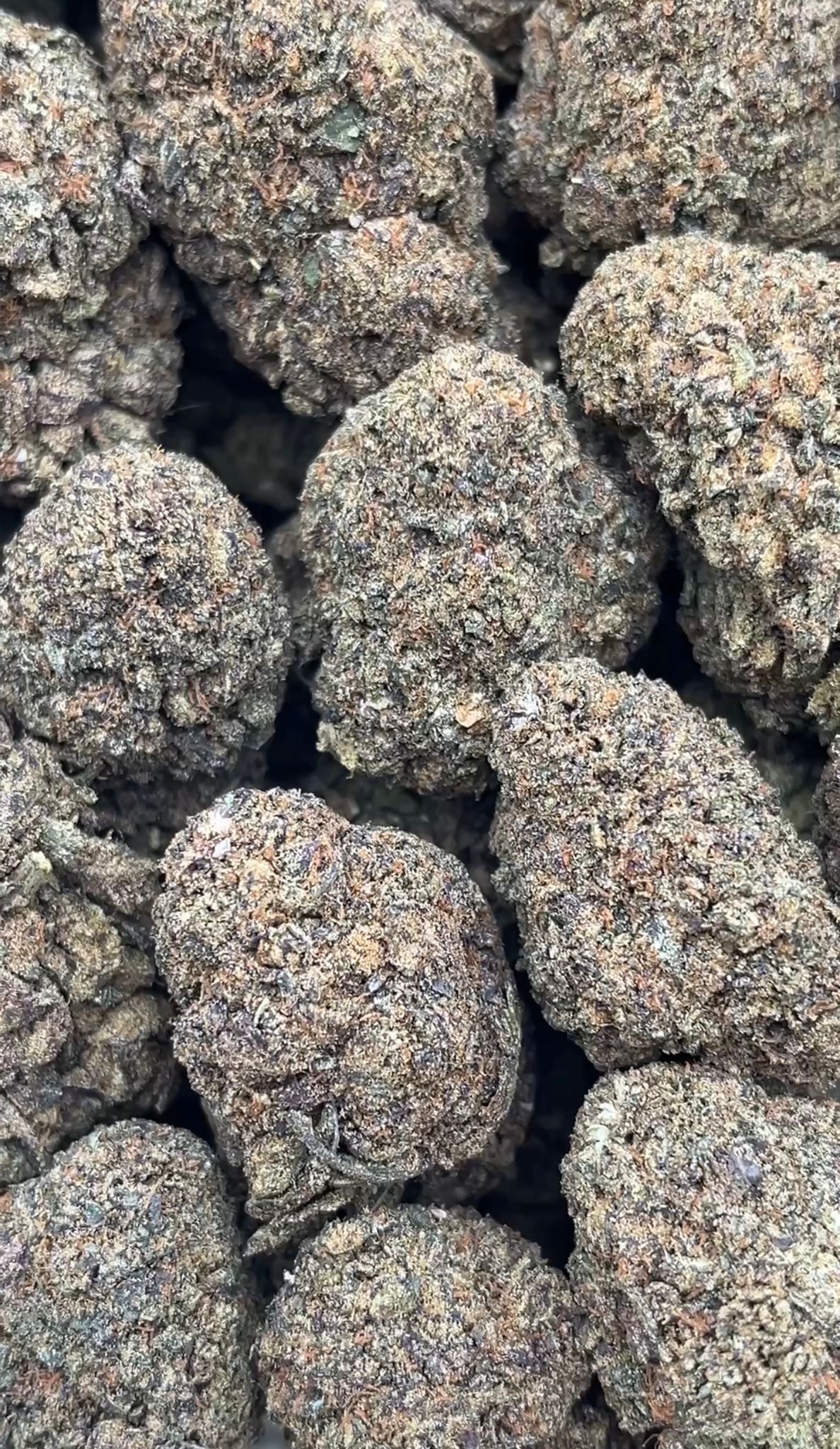 Deleted Scenes | Lows - 2