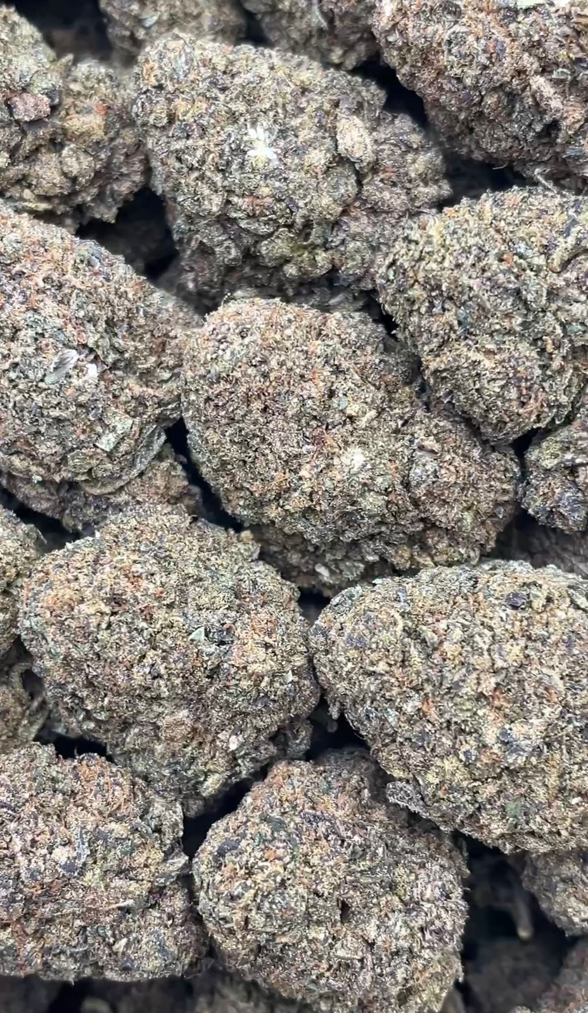 Gods Glue | Lows - 2