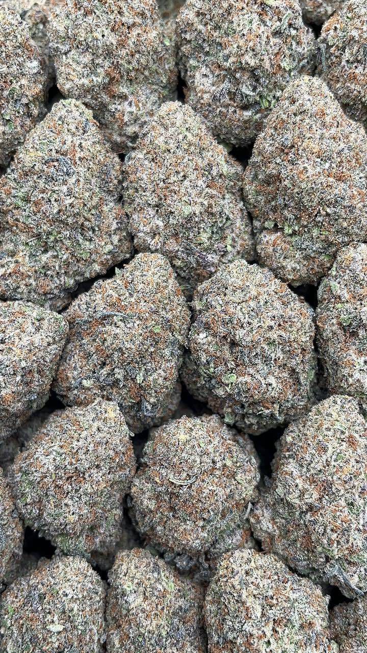 Tropical Jealousy | Lows - 2