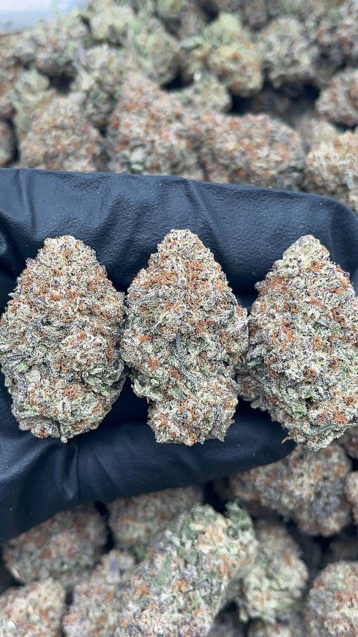 Gumbo Cherries | Lows