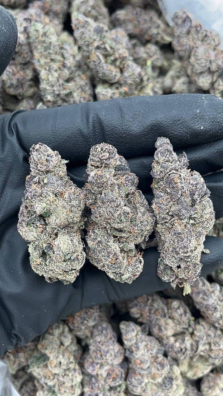 Blue Cookies | Indoors