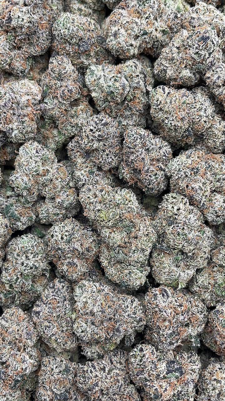 Silverback Gorilla | Exotics Indoors - 2