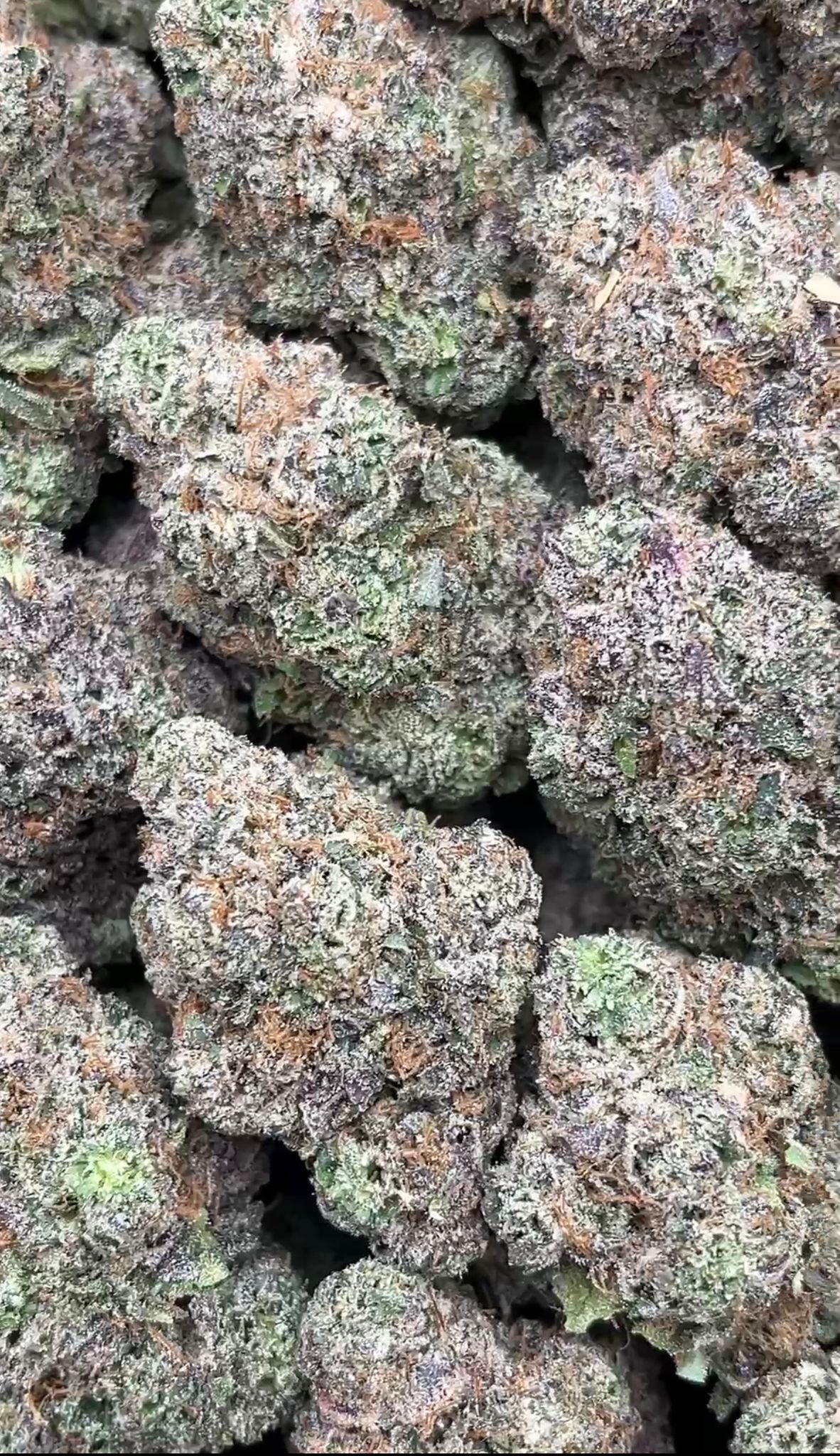 Bubba Kush | Zaa - 2