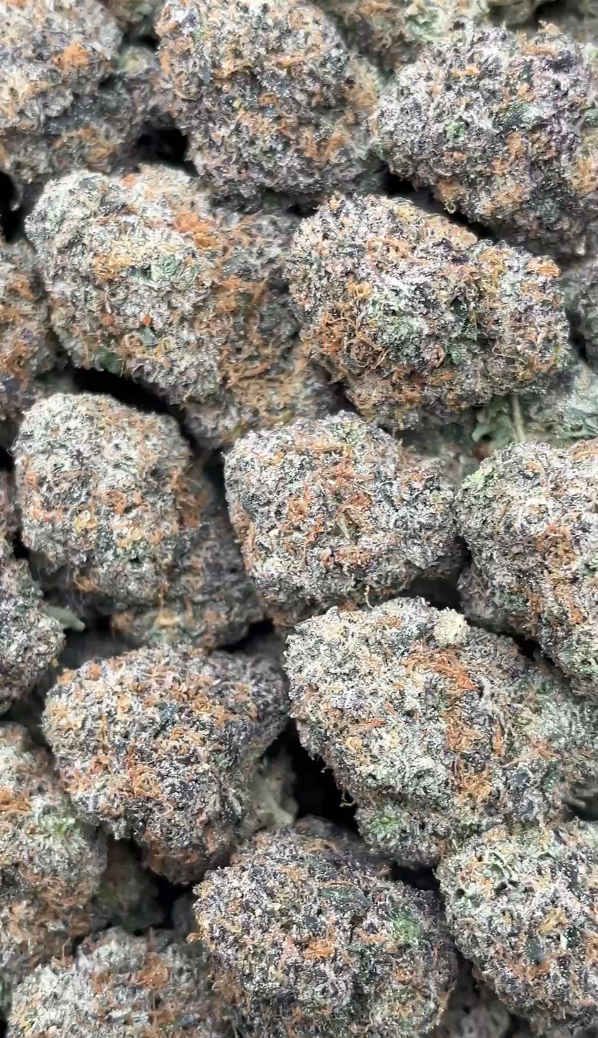 Butterface | Lows - 2