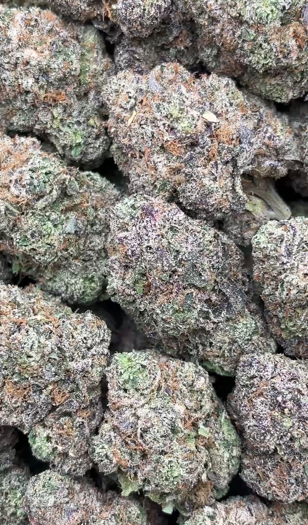 Purple Voodoo | Lows - 2