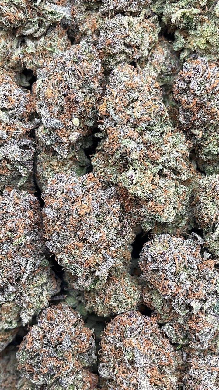 Animal Mintz | Zaa - 2