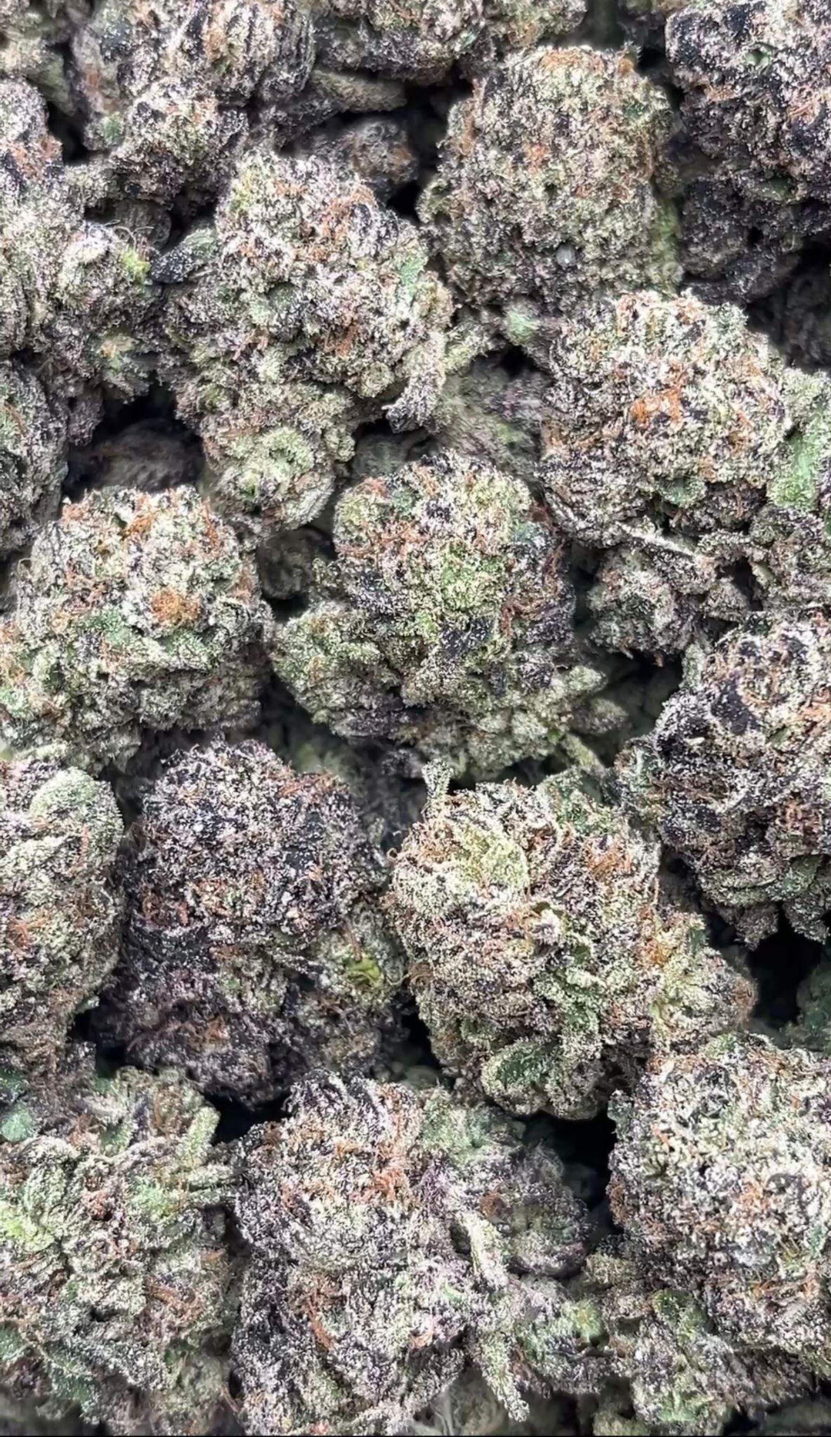 Slurricane | Indoors - 2