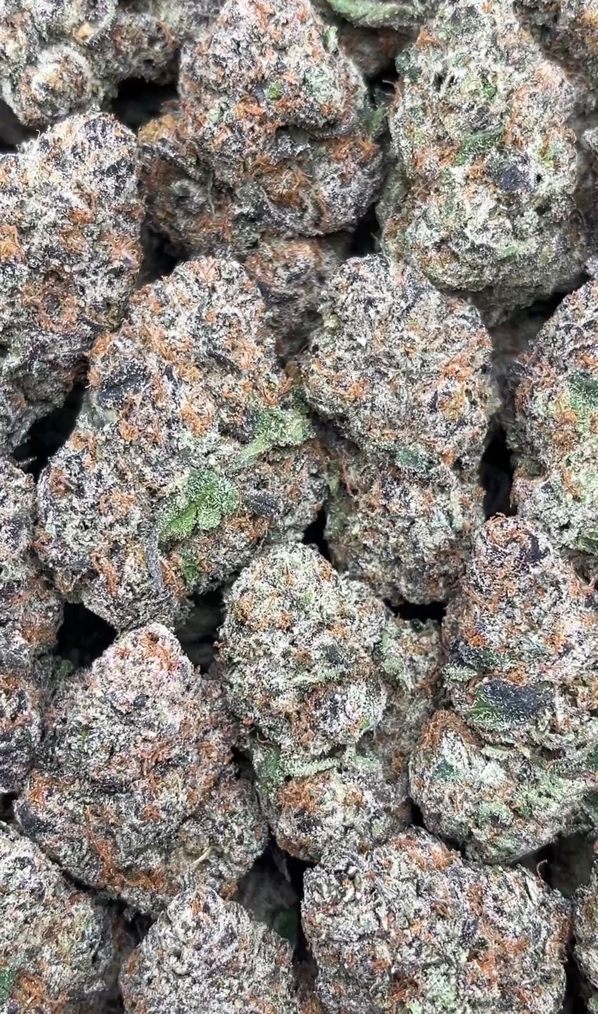 White Himalaya | Exotics Indoors