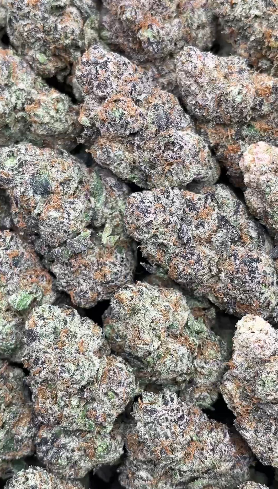 White Widow | Exotics Indoors - 2