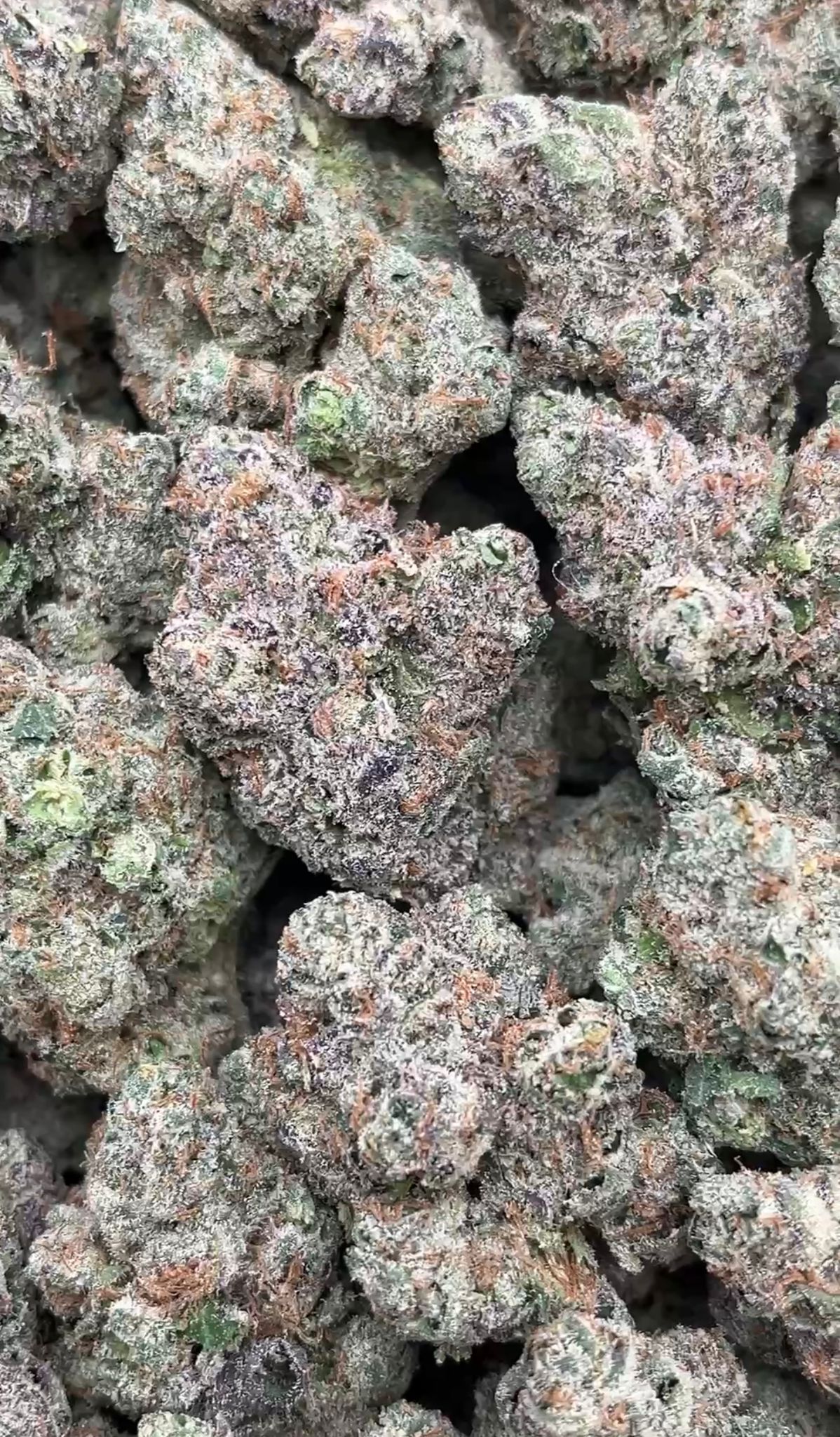 Cereal Milk | Indoors