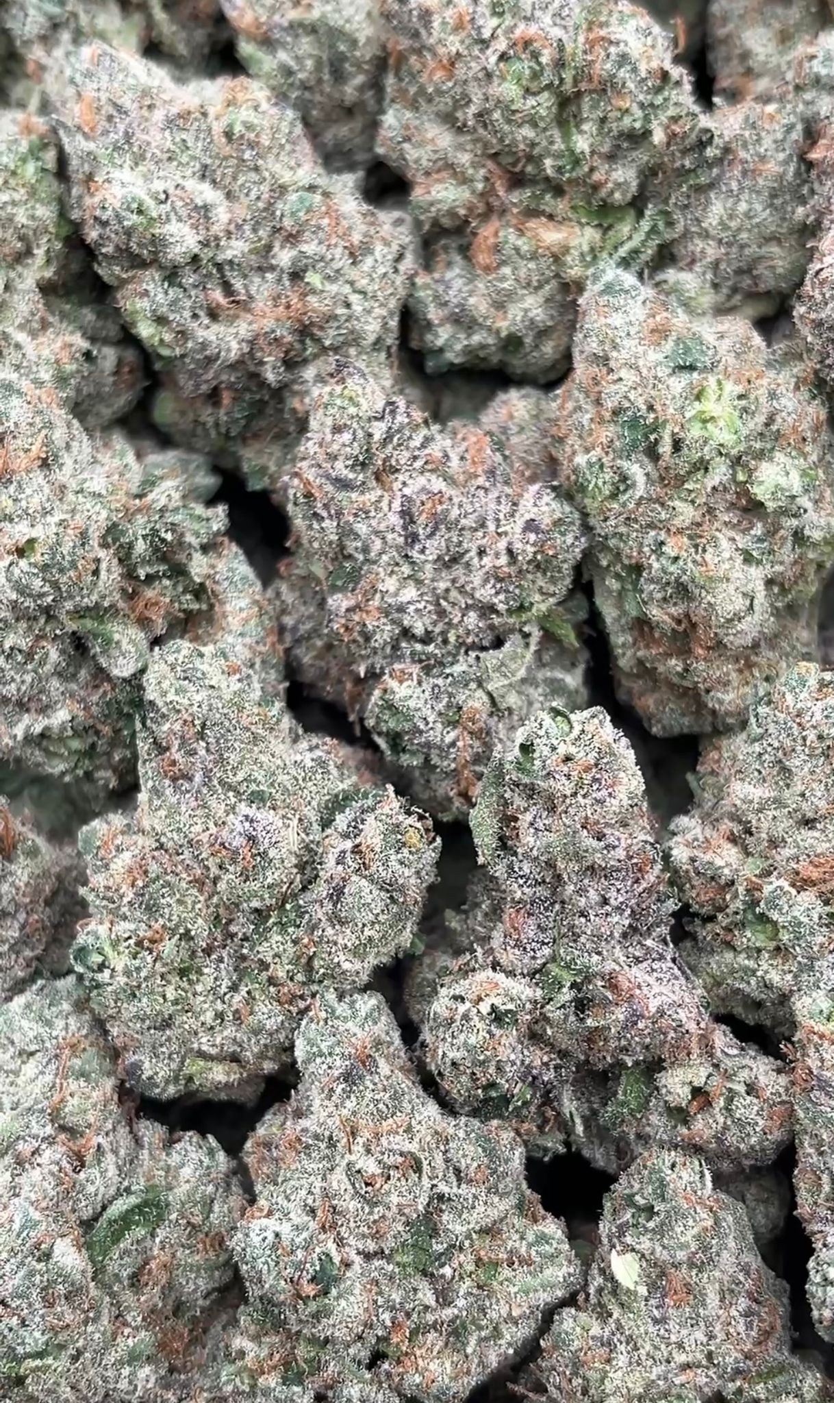 Cereal Milk | Indoors - 2