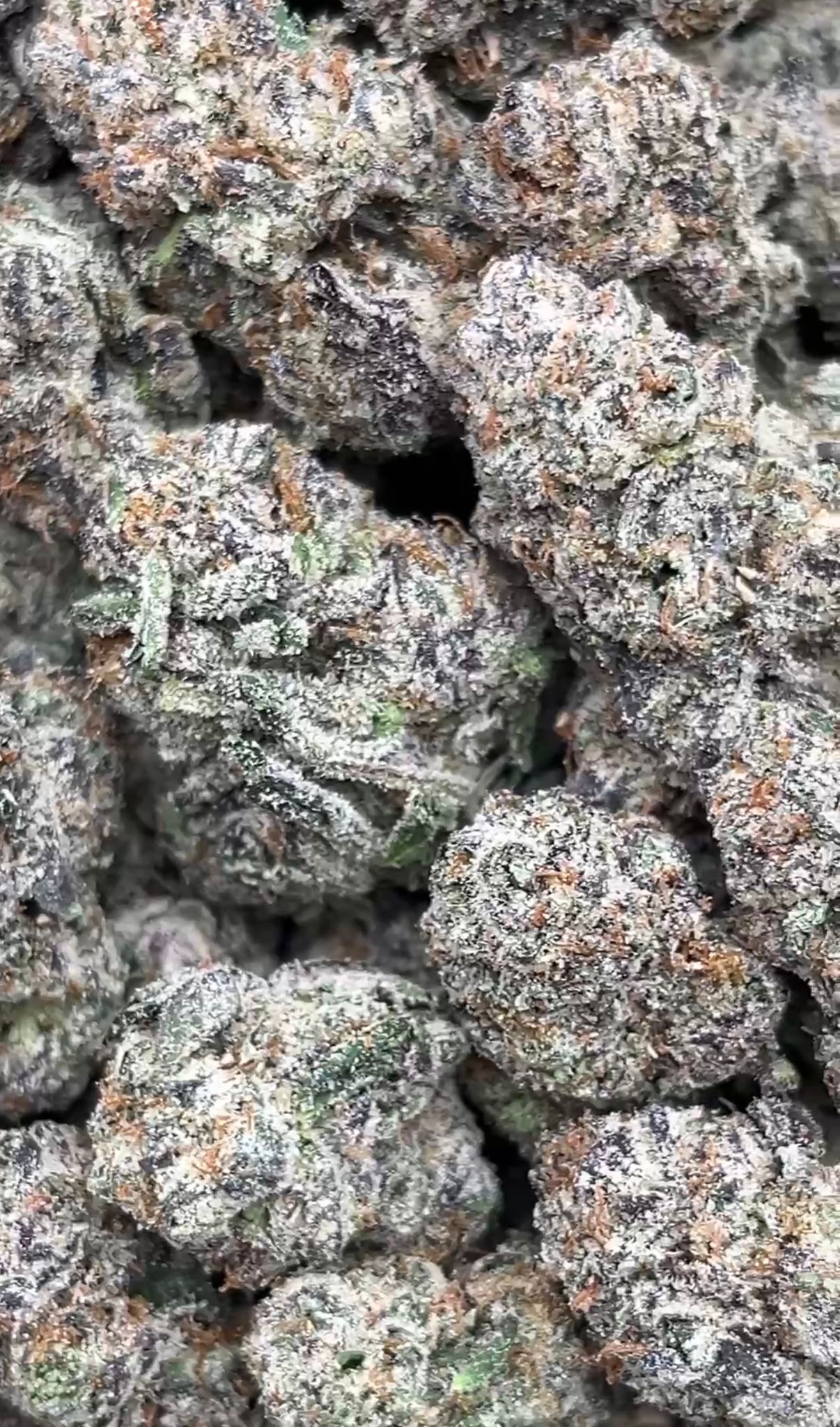 Biscotti | Exotics Indoors