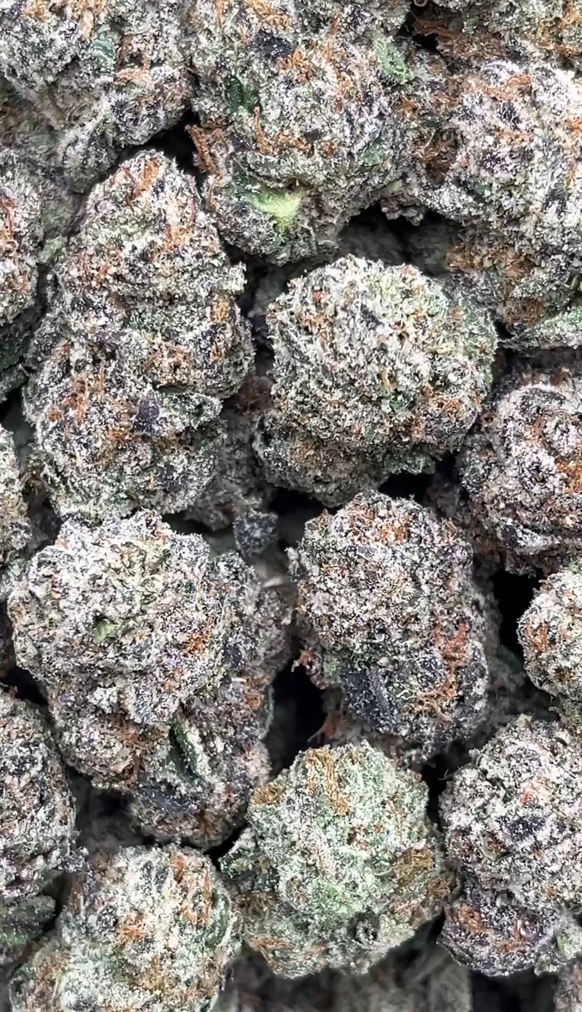 Biscotti | Exotics Indoors - 2