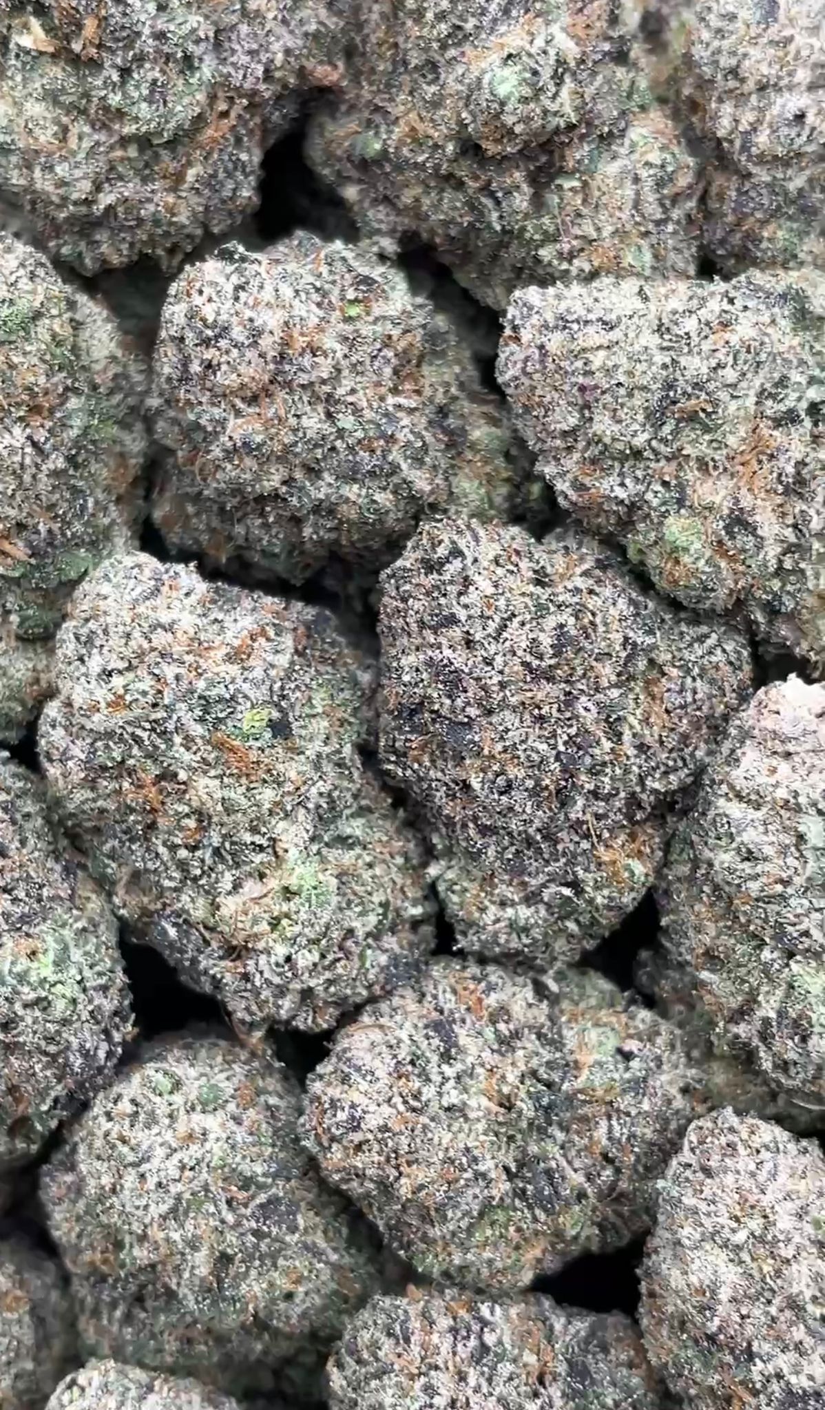 Pineapple Express | Exotics Indoors