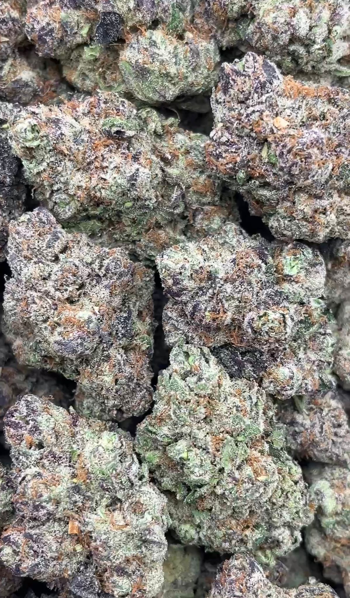 Gorilla Glue #4 | Indoors