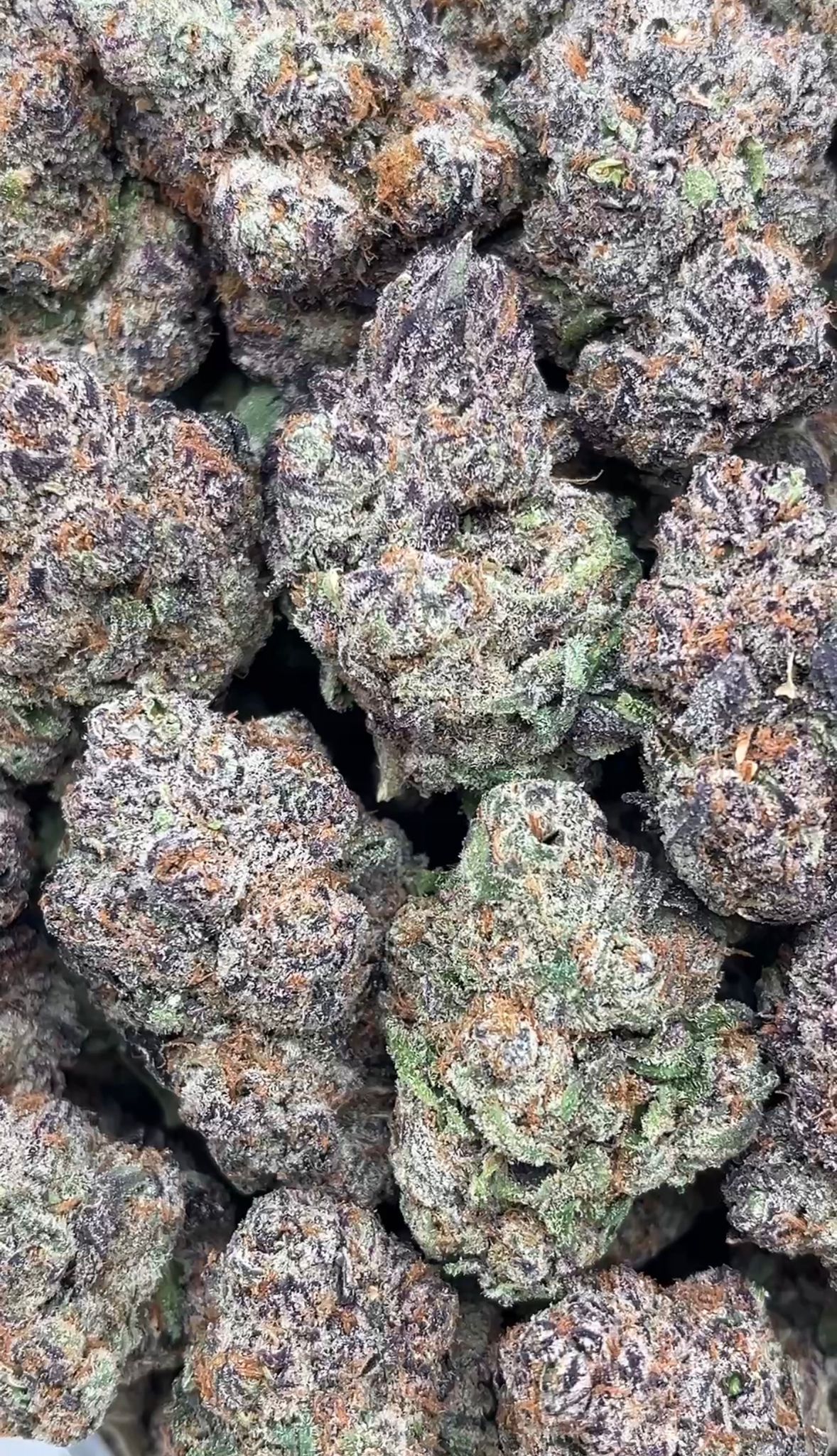 Gorilla Glue #4 | Indoors - 2