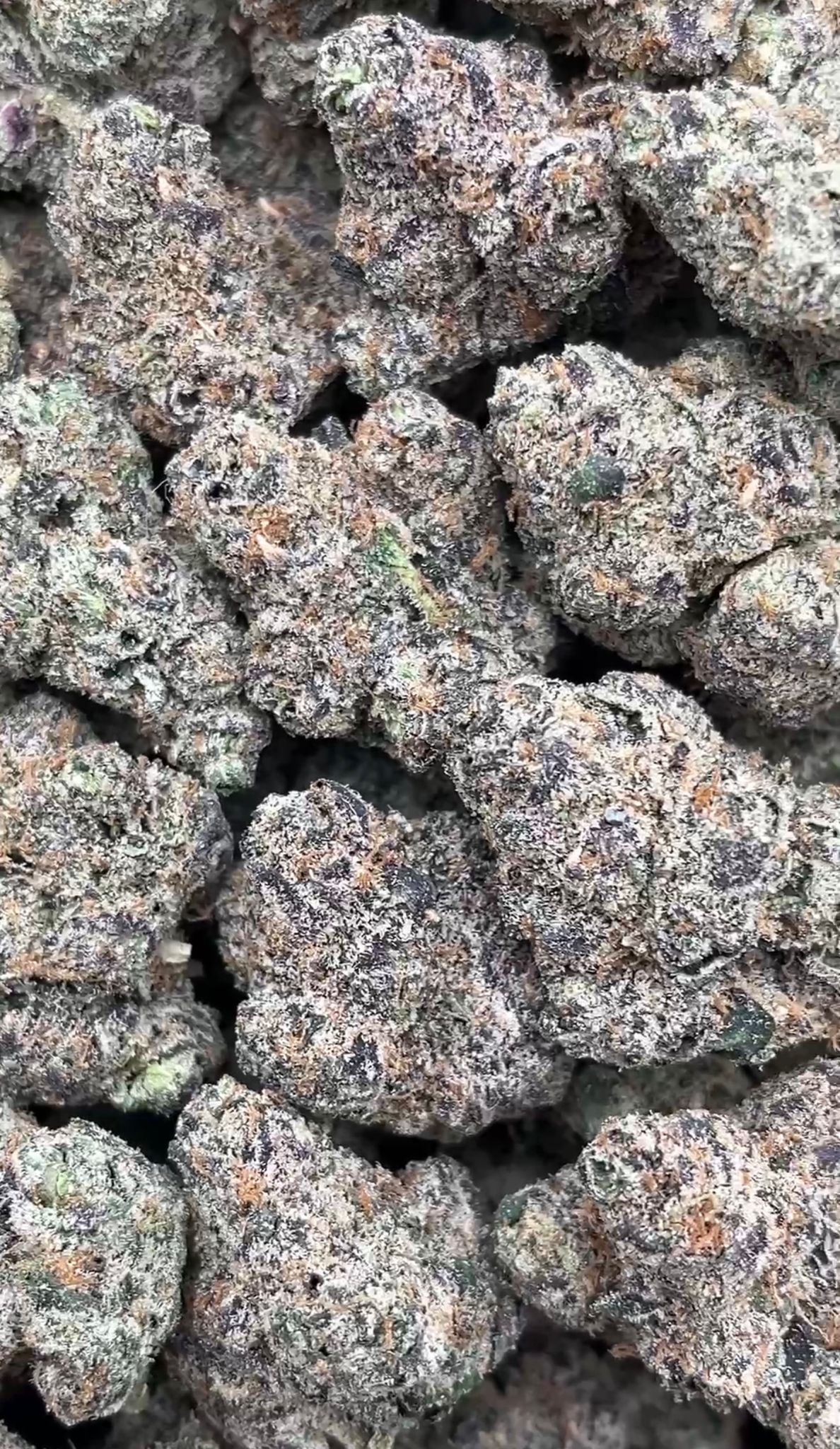 Mimosa | Indoors - 2