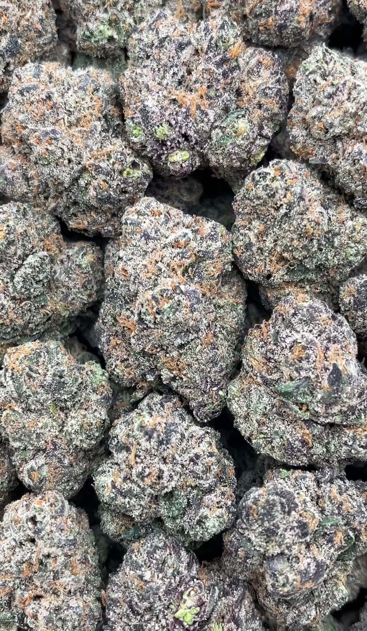 Granddaddy Purple | Exotics Indoors
