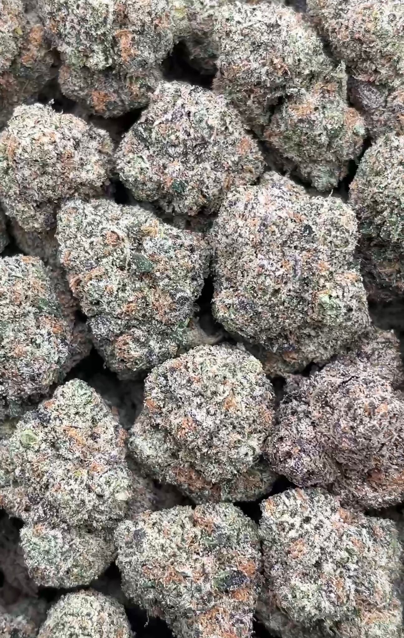 Girl Scout Cookies | Indoors - 2
