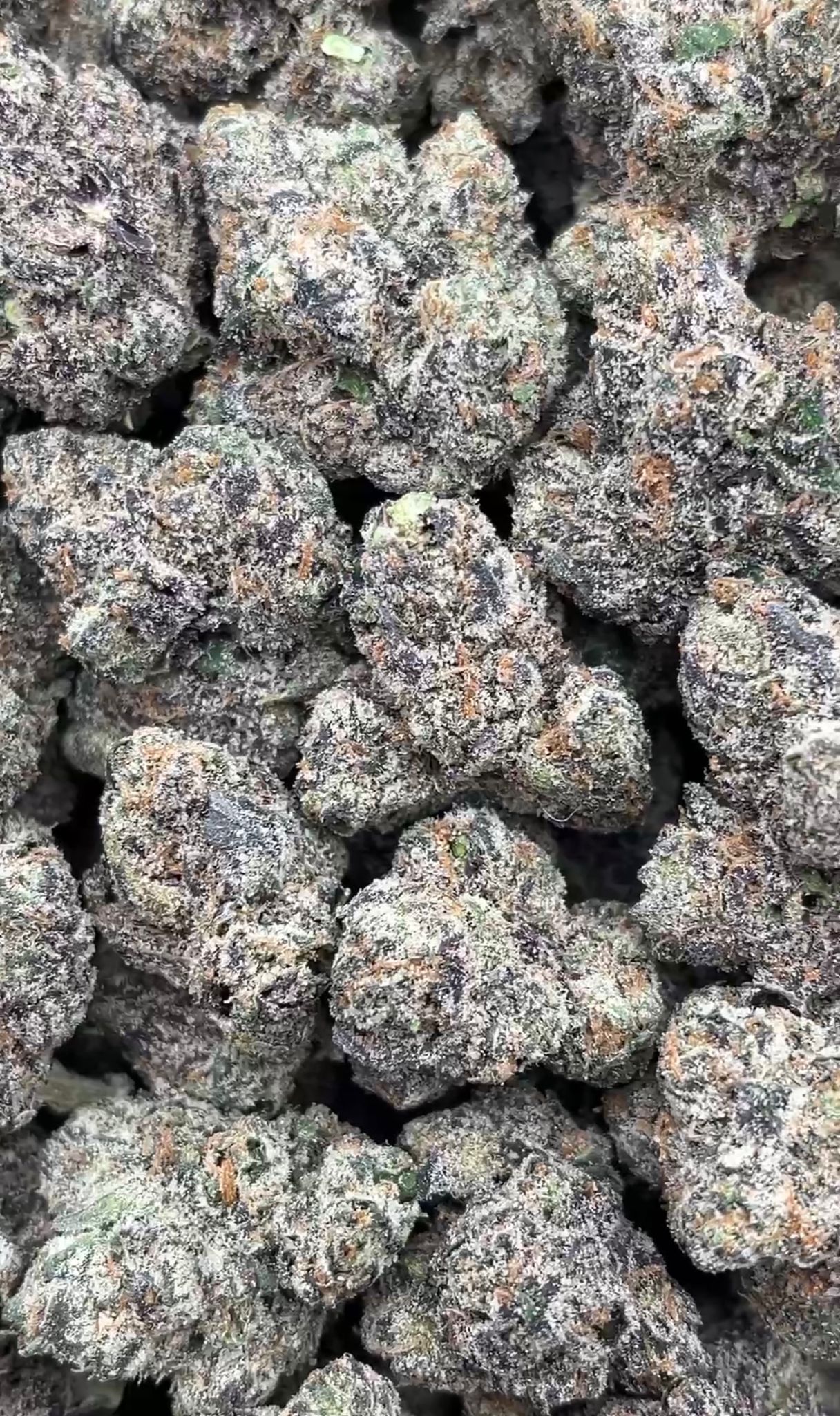 Apples and Bananas | Indoors