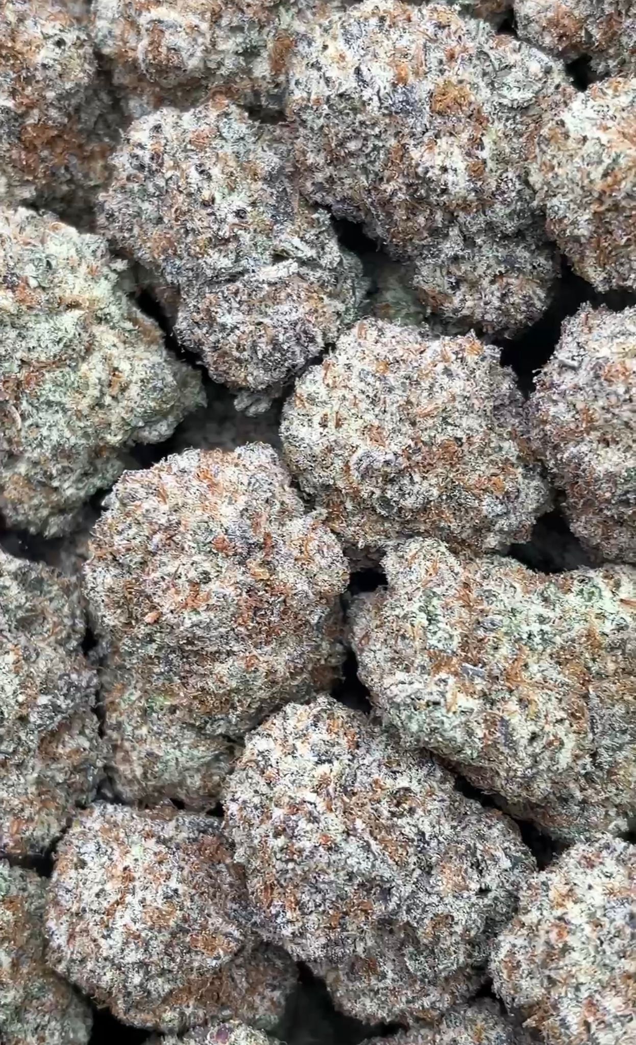 Permanent Marker | Lows