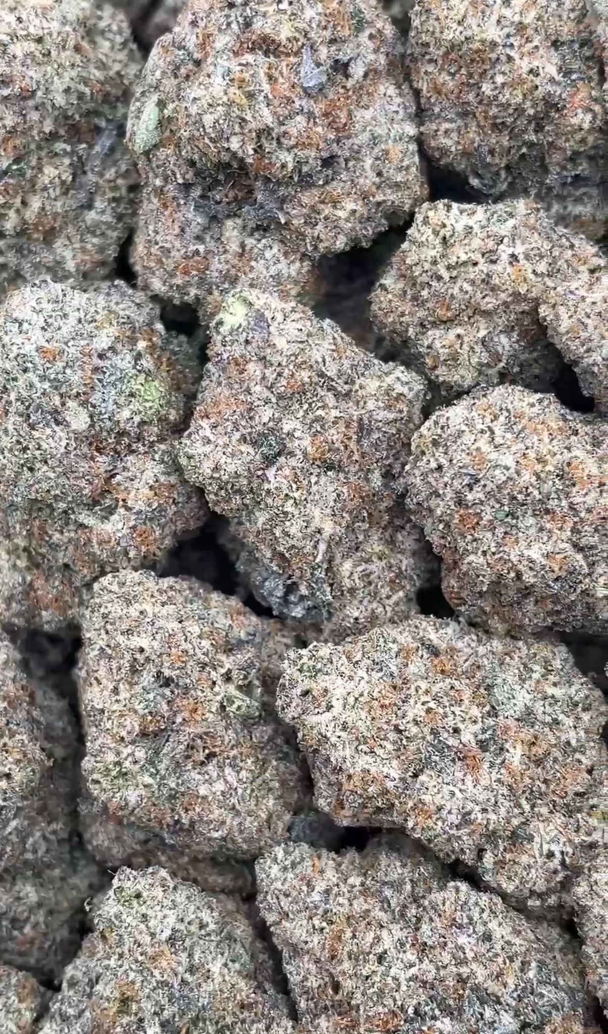 Blue Dream | Exotics Indoors