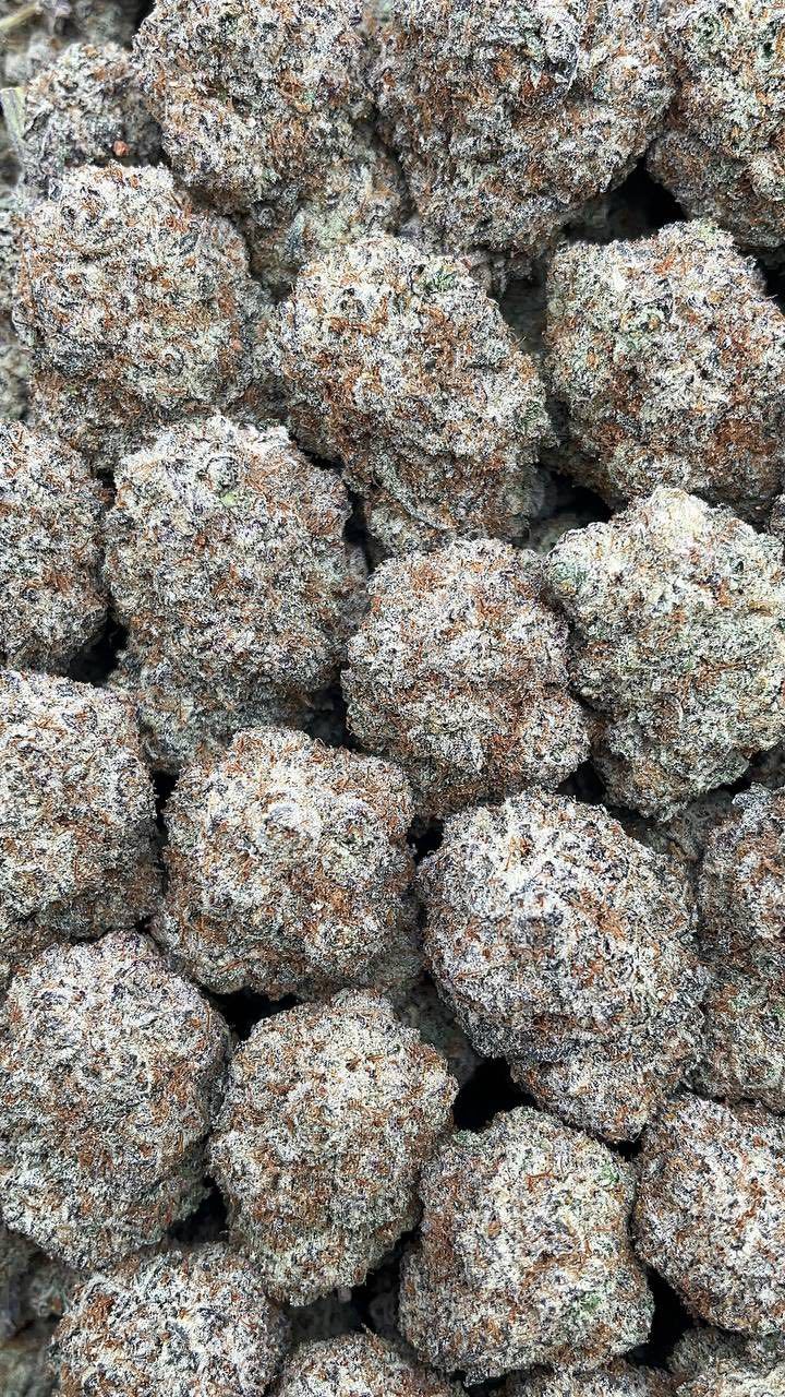 Lemon Cherry Gelato | Indoors