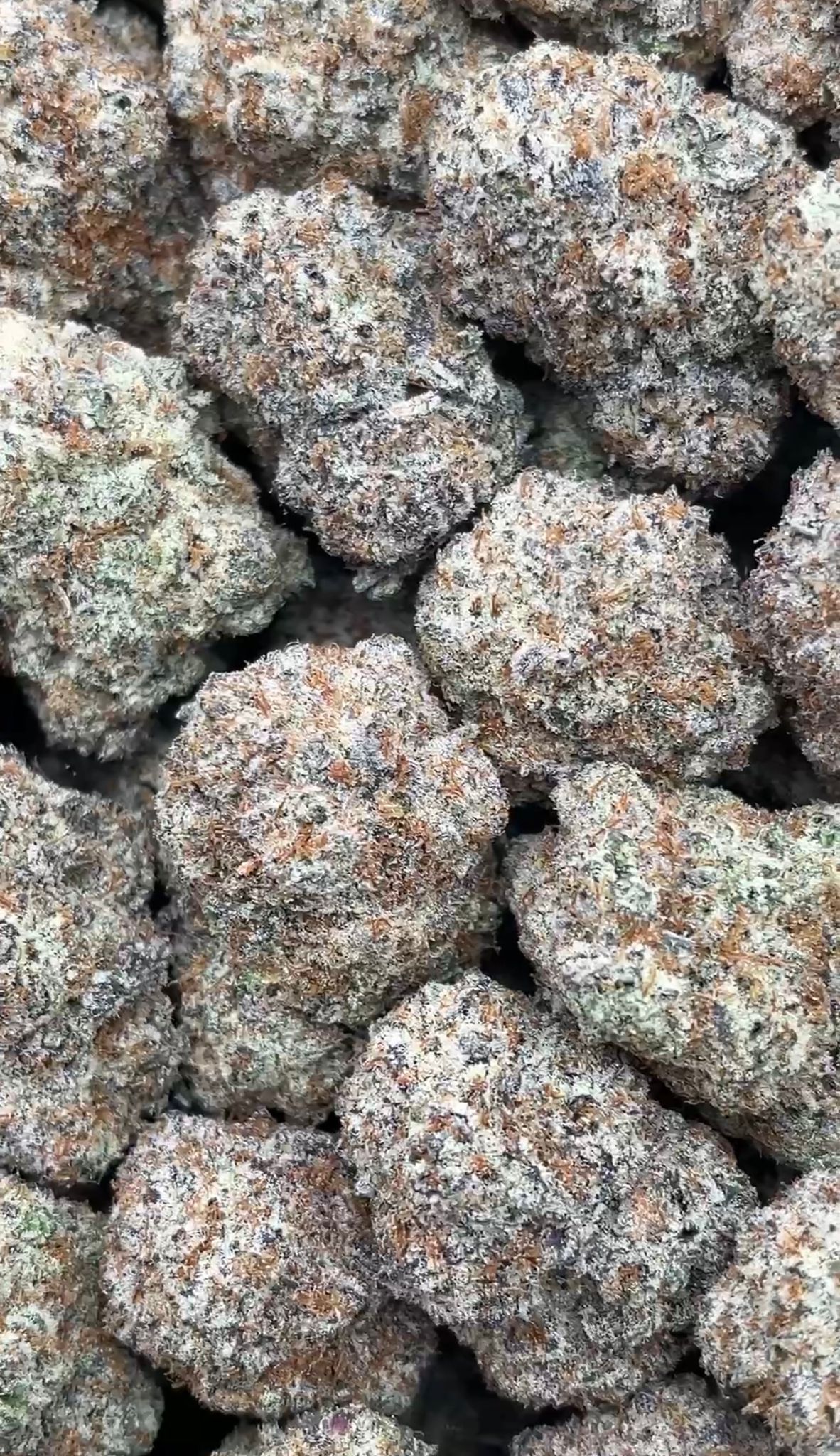 Lemon Cherry Gelato | Indoors - 2