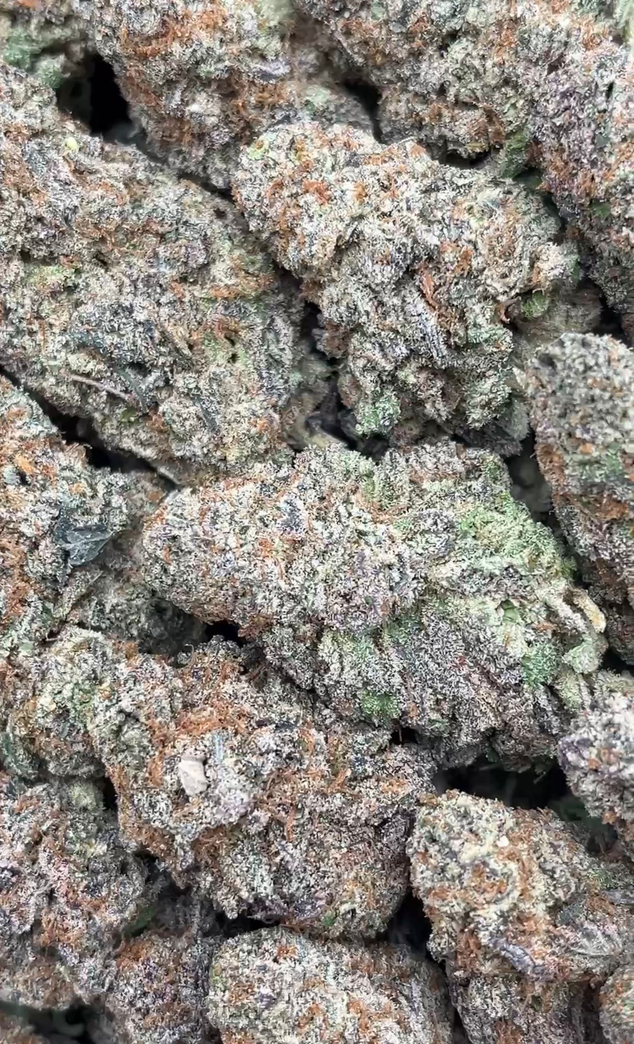 Gelato #41 | Zaa - 2